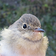 Mindre flugsnappare, Sundre 20120829